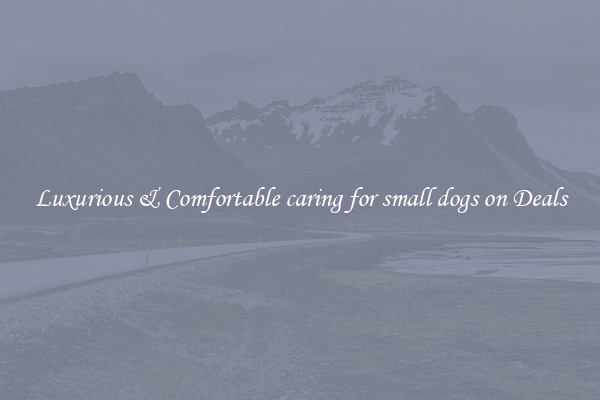 Luxurious & Comfortable caring for small dogs on Deals